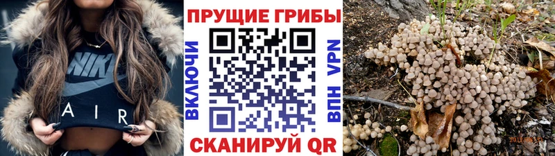 Псилоцибиновые грибы MAGIC MUSHROOMS  гидра сайт  Заинск 